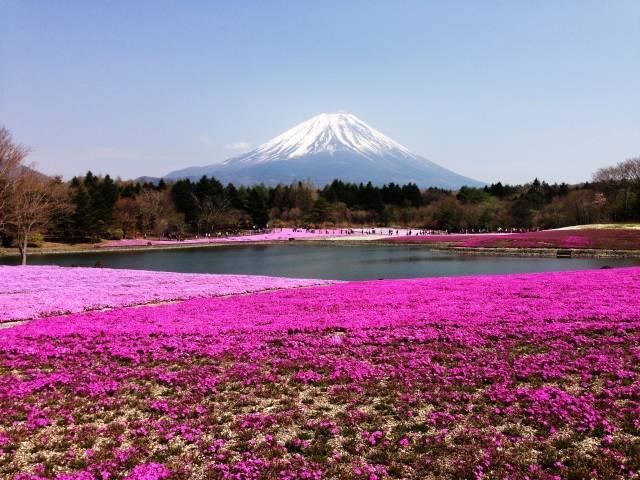 Fuji Shibazakura Festival 