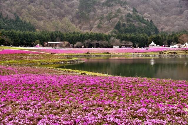 Fuji Shibazakura Festival