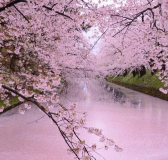 Hanaikada Hirosaki Castle, Aomori