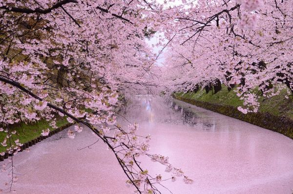 Hanaikada Hirosaki Castle, Aomori