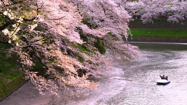 Hanaikada em Chidorigafuchi, Tóquio