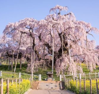 11 Árvores de Sakura Famosas no Japão