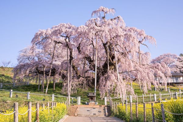 11 Árvores de Sakura Famosas no Japão