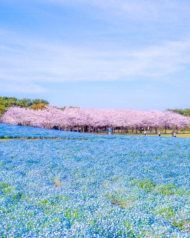 Uminonakamichi Seaside Park , Fukuoka 1