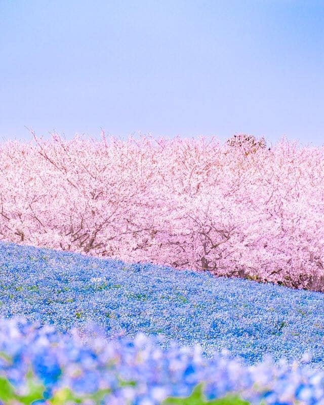 Uminonakamichi Seaside Park , Fukuoka 1