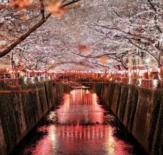 beautiful sakura night