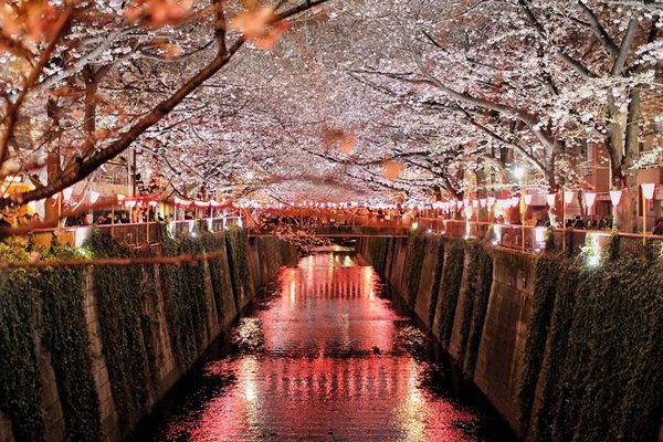 beautiful sakura night