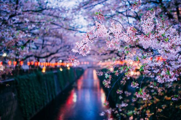 sakura night