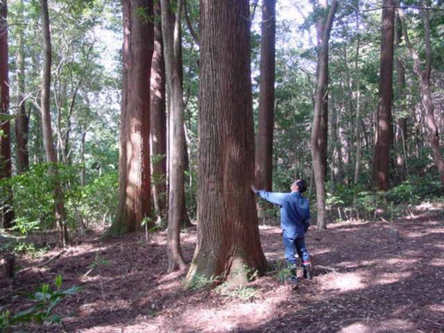 Experimento feito há 50 anos é o responsável por esses círculos misteriosos em uma floresta no Japão 2