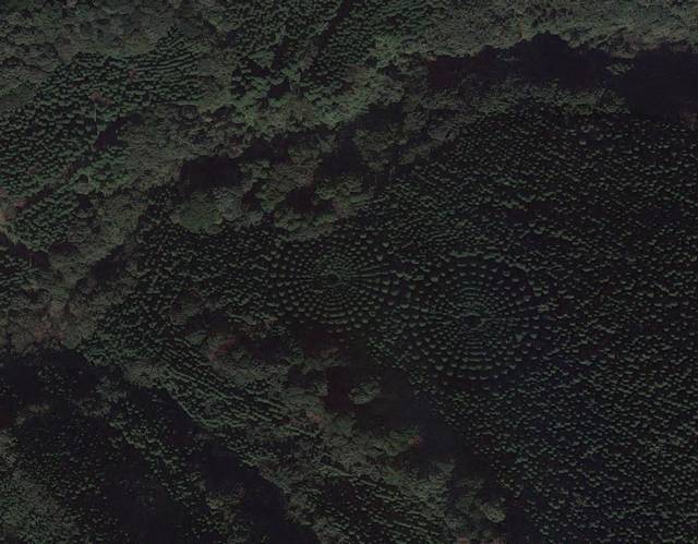 Experimento feito há 50 anos é o responsável por esses círculos misteriosos em uma floresta no Japão 3
