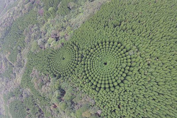 Experimento feito há 50 anos é o responsável por esses círculos misteriosos em uma floresta no Japão