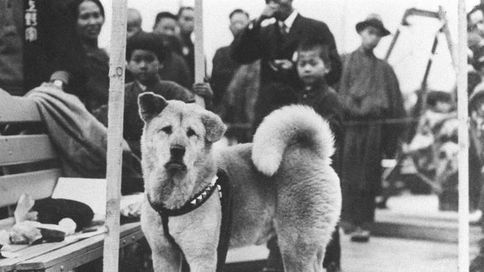 Hachiko