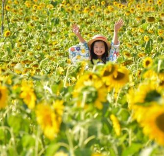 Campos de girassois no Japão