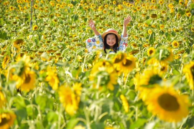 Campos de girassois no Japão