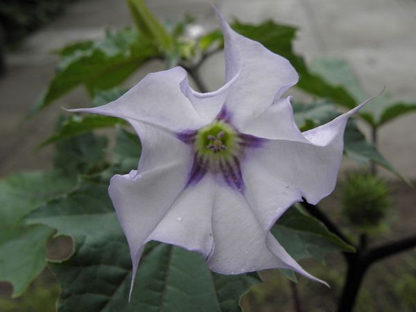 Datura Flower