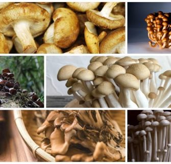7 tipos de cogumelos japoneses e seus benefícios para a saúde