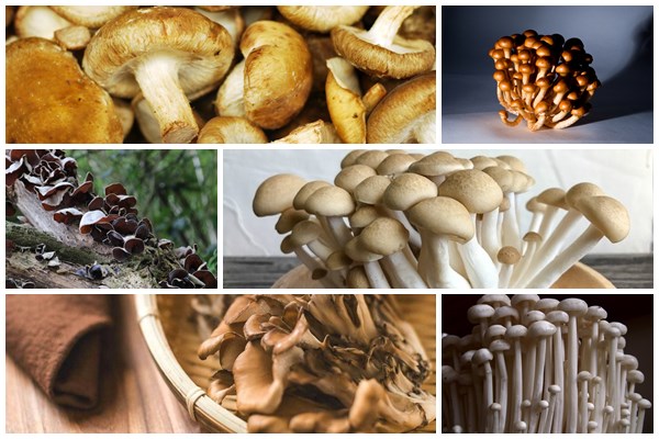 7 tipos de cogumelos japoneses e seus benefícios para a saúde