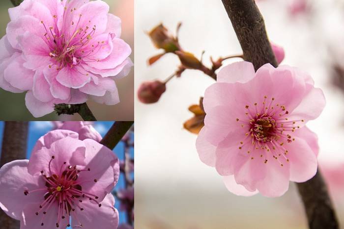 As diferenças entre as flores de pessegueiro, ameixeira e cerejeira 
