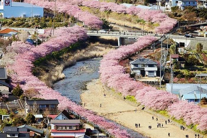 As flores de cerejeira acabaram de florescer nesta cidade japonesa e as fotos são mágicas