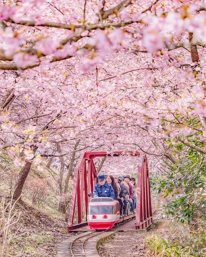 As flores de cerejeira acabaram de florescer nesta cidade japonesa e as fotos são mágicas