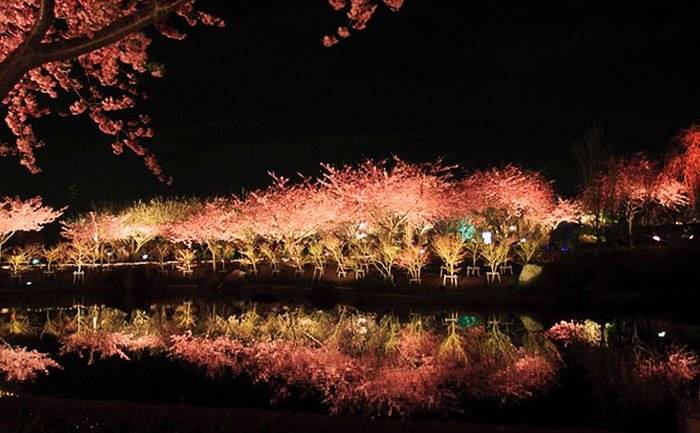 À noite, as árvores são iluminadas e seus reflexos dançam ao longo das águas da península de Izu