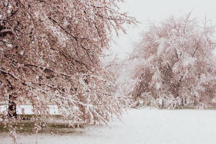 Em plena primavera, uma rara visão da neve e das flores de cerejeira em Tóquio