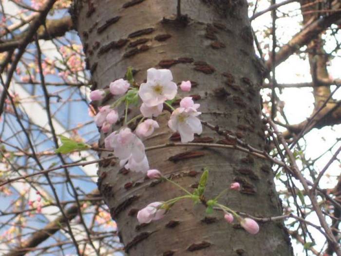 Tronco de cerejeira