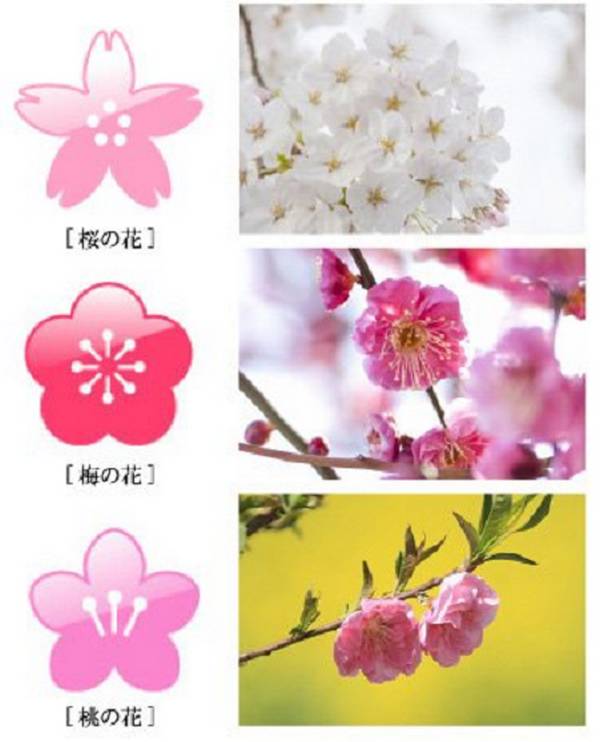 Sakura (acima), ameixa (centro) e pêssego (embaixo)