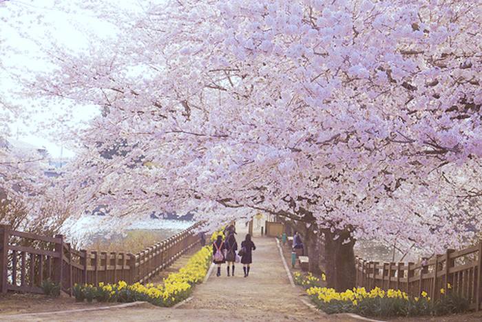 Hanami VR: Tour virtual em 360° pelas cerejeiras do Japão