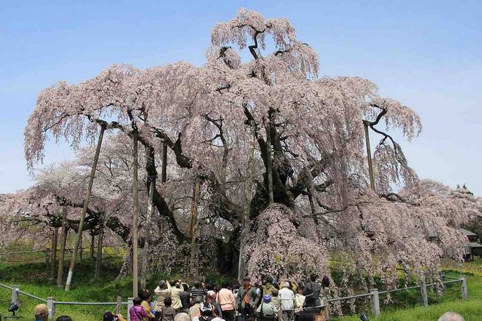Esta cerejeira de 1.000 anos de idade tornou-se um exemplo de resiliência no Japão