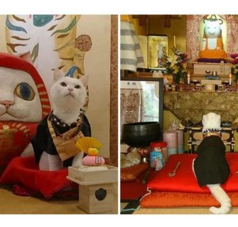O templo japonês onde todos os monges são gatos adoráveis