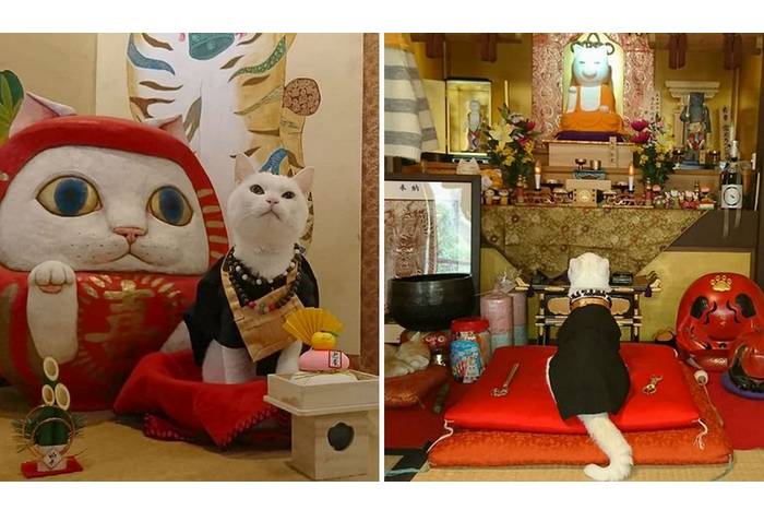 O templo japonês onde todos os monges são gatos adoráveis