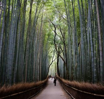 Arashiyama bamboo forest, Kyoto