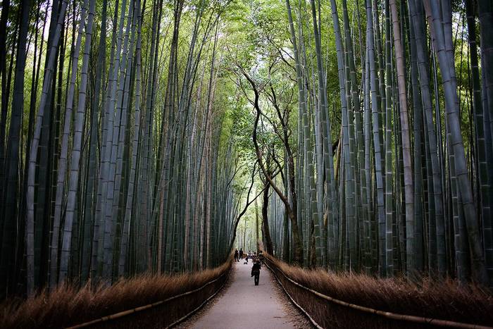 Arashiyama bamboo forest, Kyoto
