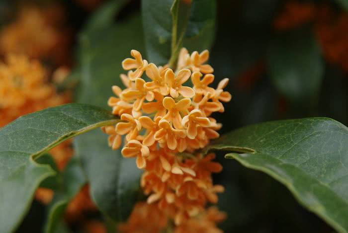 Flores Orange Osmanthus