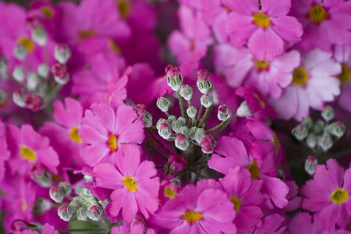 Flores Primula Sieboldii