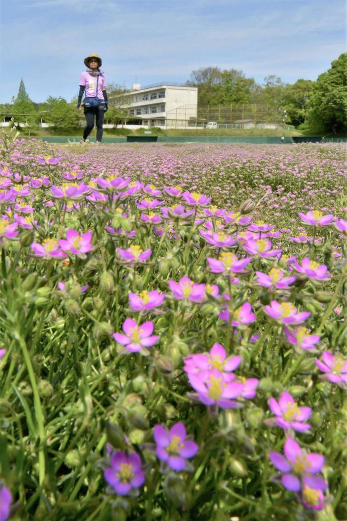 Flores inesperadamente florescem em uma escola de Fukushima, fechada por coronavírus 