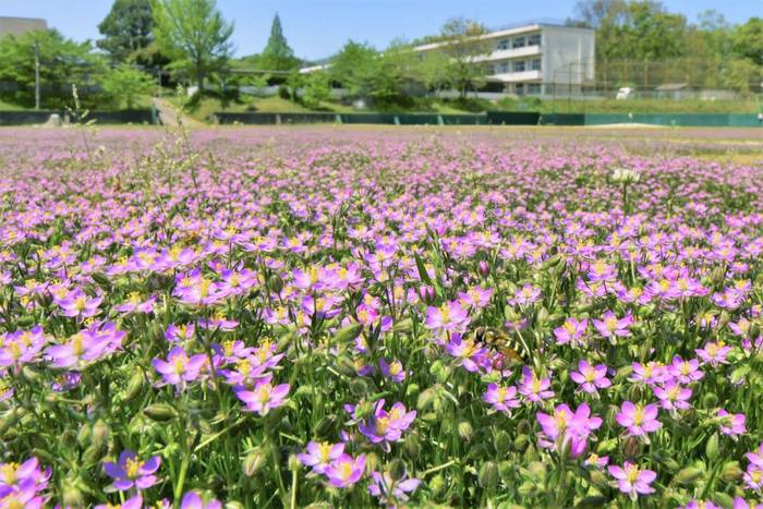 Flores inesperadamente florescem em uma escola de Fukushima, fechada por coronavírus