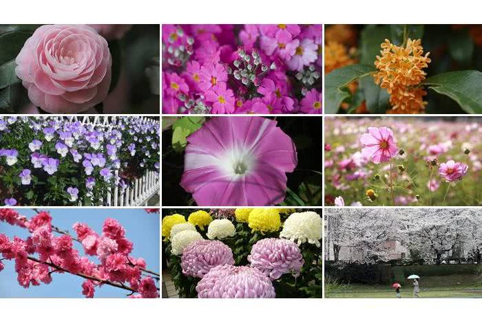 Flores no Japão e seus significados