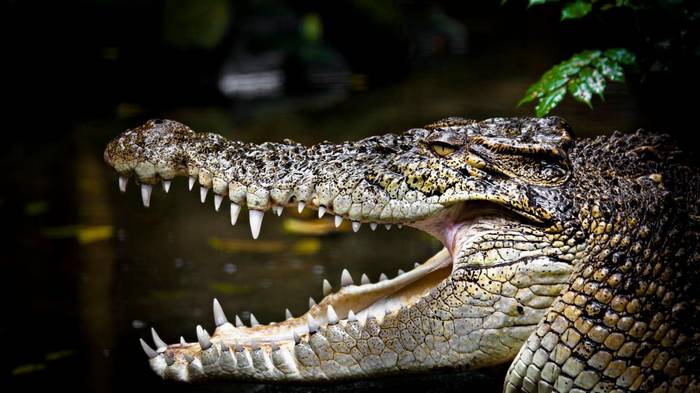 crocodilos de água salgada