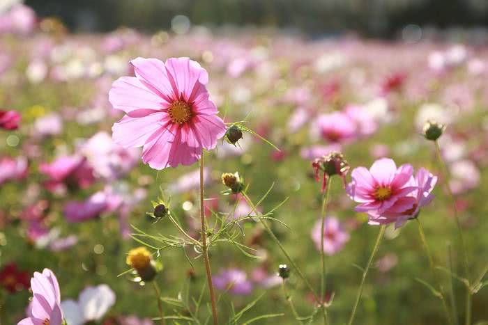 flor de cosmos