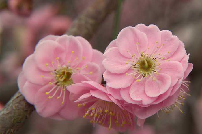 flores de ume