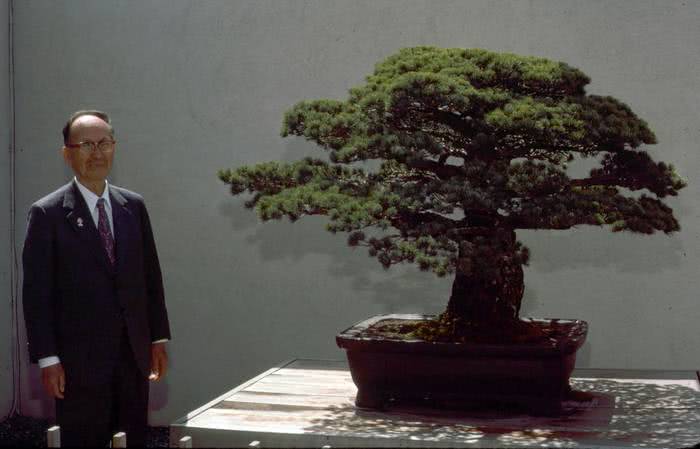 Este bonsai de 400 anos de idade sobreviveu ao bombardeio de Hiroshima, mas sua história foi quase perdida