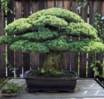 Este bonsai sobreviveu a Hiroshima, mas sua história foi quase perdida