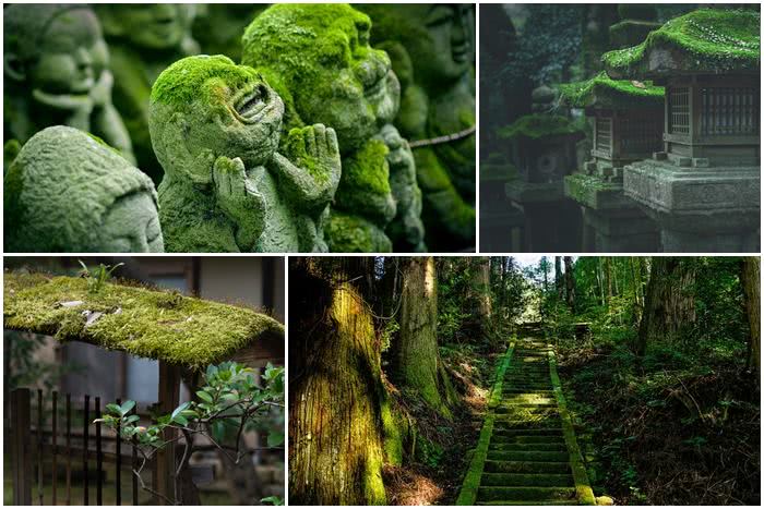 A beleza e a simbologia do musgo no Japão