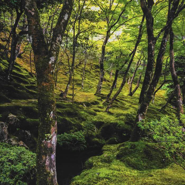 A beleza e a simbologia do musgo no Japão