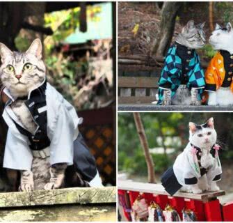 Entusiasta de cosplay transforma gatos em versões felinas de personagens de anime populares