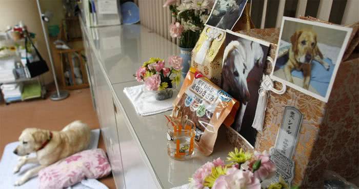 Japão tem asilo para cães-guias aposentados 2