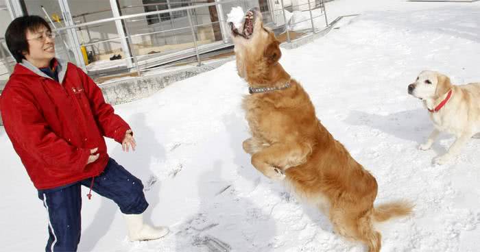 Japão tem asilo para cães-guias aposentados 3