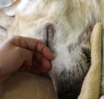 Japão tem asilo para cães-guias aposentados